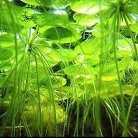 Mix piante galleggianti per acquario