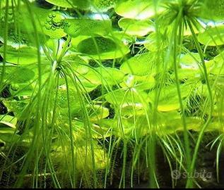 Mix piante galleggianti per acquario