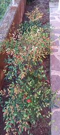 Piantine Nandina