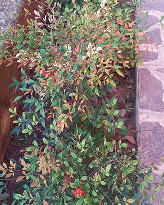 Piantine Nandina