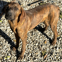 Sansone 8 mesi taglia media