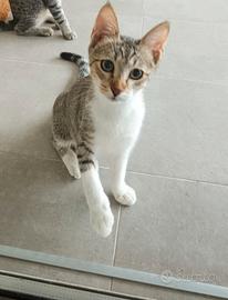 Gattina bianca e grigia