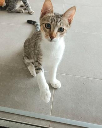 Gattina bianca e grigia