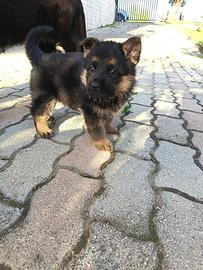 Cuccioli di Pastore Tedesco