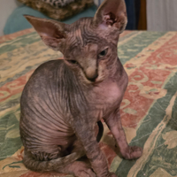 Cucciola Gatto nudo Canadian SPHYNX