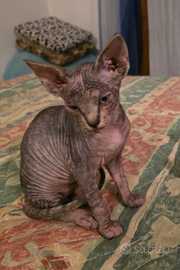 Cucciola Gatto nudo Canadian SPHYNX