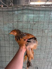 Galline ornamentali