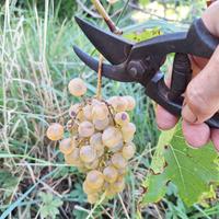 antica forbice  cesoia da pota inizio XIX Secolo