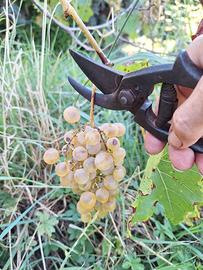 antica forbice  cesoia da pota inizio XIX Secolo