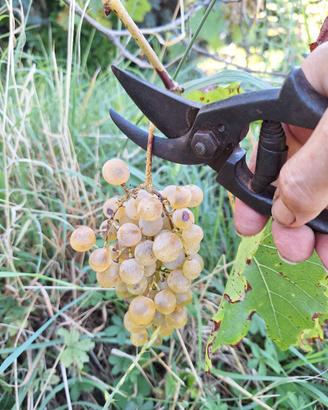 antica forbice  cesoia da pota inizio XIX Secolo