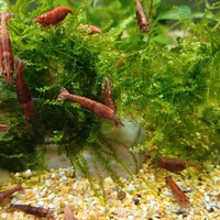 Caridine Neocaridine Red Sakura