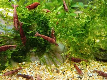 Caridine Neocaridine Red Sakura