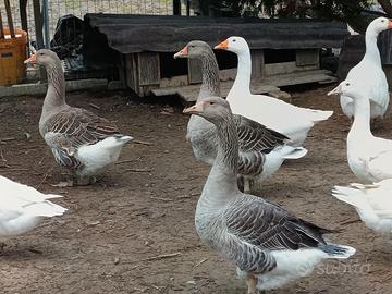 Animali