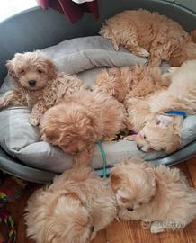 Maltipoo cuccioli