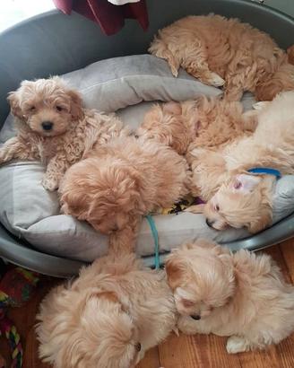 Maltipoo cuccioli
