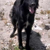 Benny - 5 anni - incrocio setter