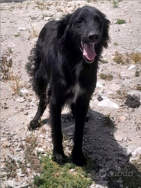 Benny - 5 anni - incrocio setter