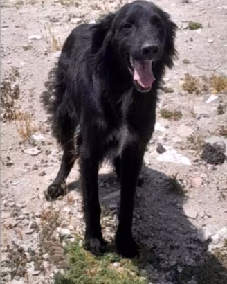 Benny - 5 anni - incrocio setter