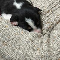 Cuccioli Border Collie