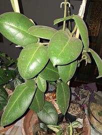 piantina hoya 