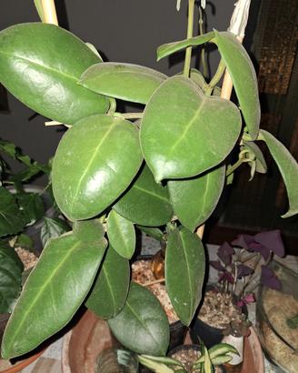 piantina hoya 