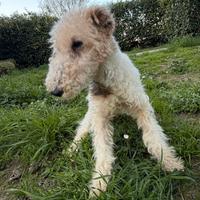 Fox terrier
