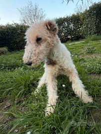 Fox terrier