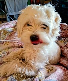 Maltesina di mesi 8 femmina