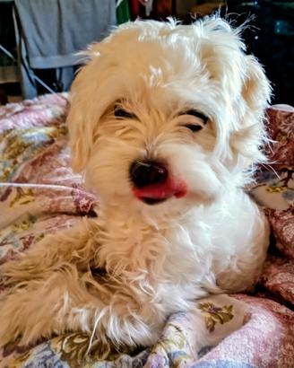 Maltesina di mesi 8 femmina