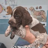 Cuccioli di bracco tedesco