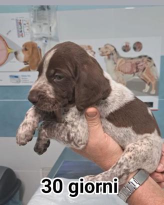 Cuccioli di bracco tedesco