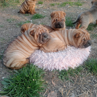 Sharpei