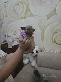 Chihuahua femmina pelo lungo