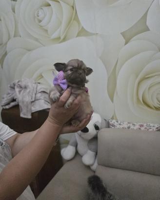 Chihuahua femmina pelo lungo