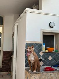 Pitbull Red Nose Femmina