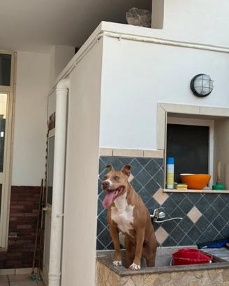 Pitbull Red Nose Femmina
