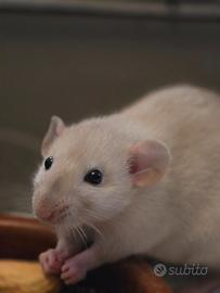 Ratti dumbo da compagnia