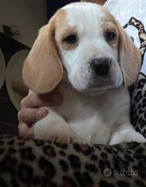 Cucciolo di beagle