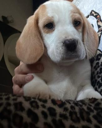 Cucciolo di beagle