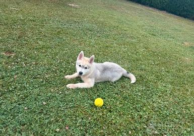 Cucciolo di Siberian Husky con pedigree