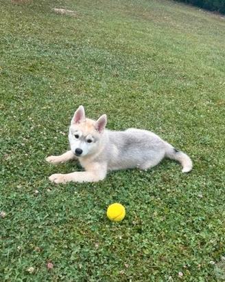 Cucciolo di Siberian Husky con pedigree