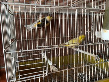 Canarini e pappagalli