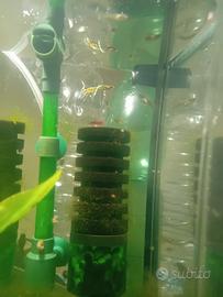 Guppy