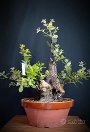 Leccio (Quercus ilex)