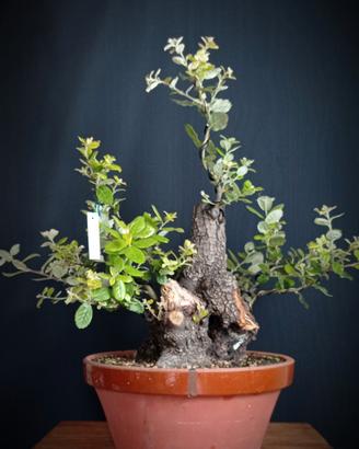 Leccio (Quercus ilex)