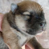 Cuccioli spitz pomerania piccolo