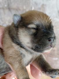 Cuccioli spitz pomerania piccolo