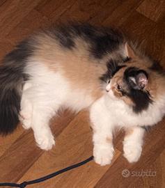 Gatto persiano cuccioli