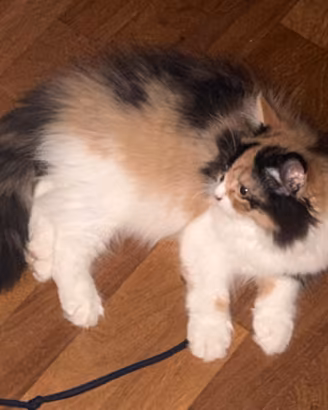 Gatto persiano cuccioli
