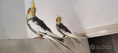 Coppia Calopsiti